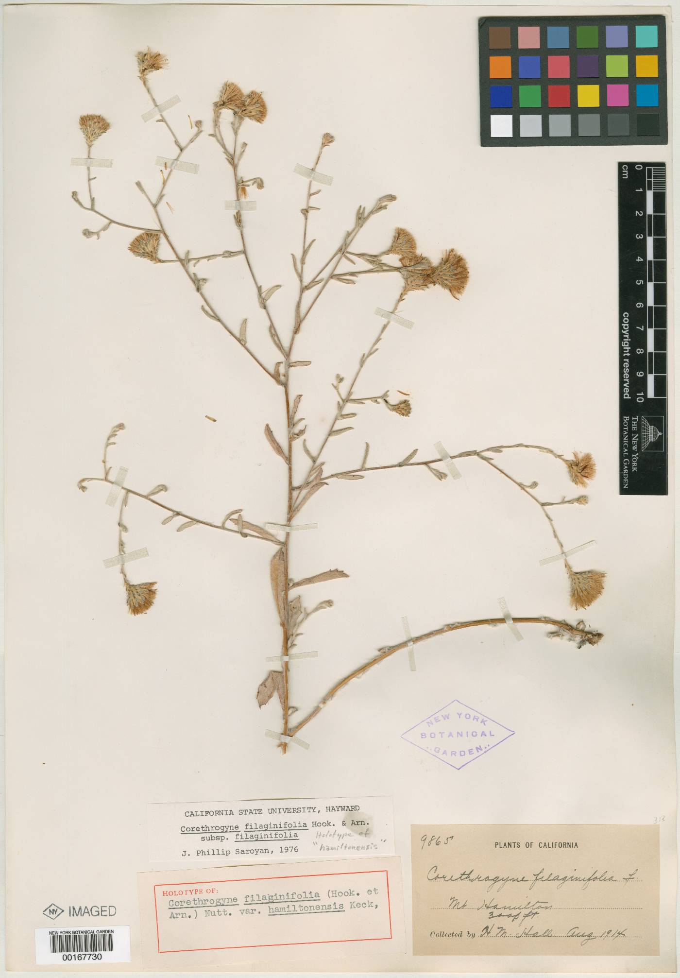 Corethrogyne filaginifolia var. hamiltonensis image