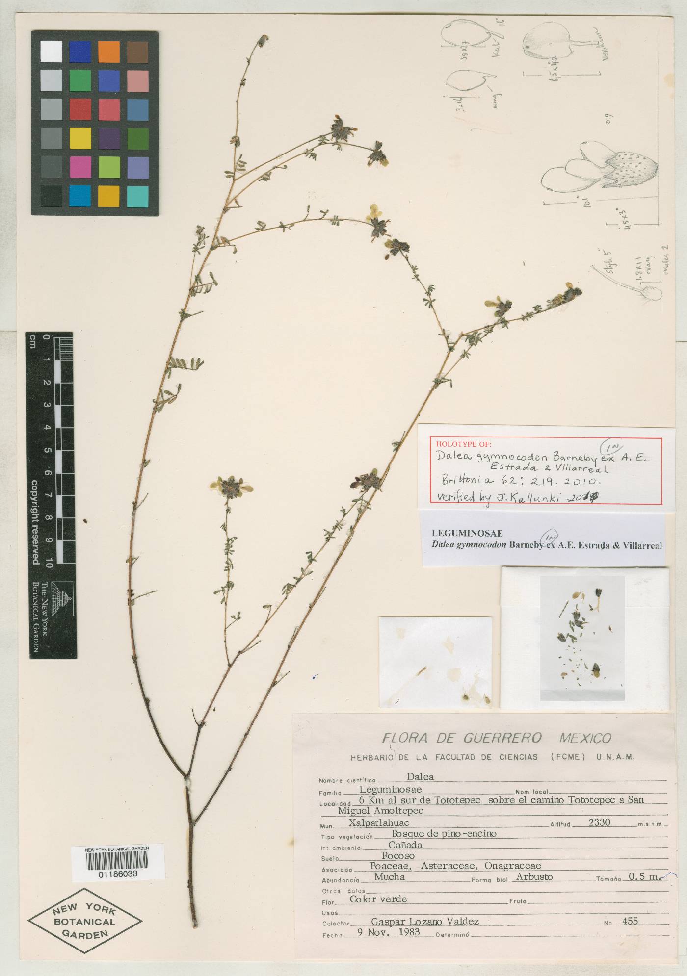 Dalea gymnocodon image