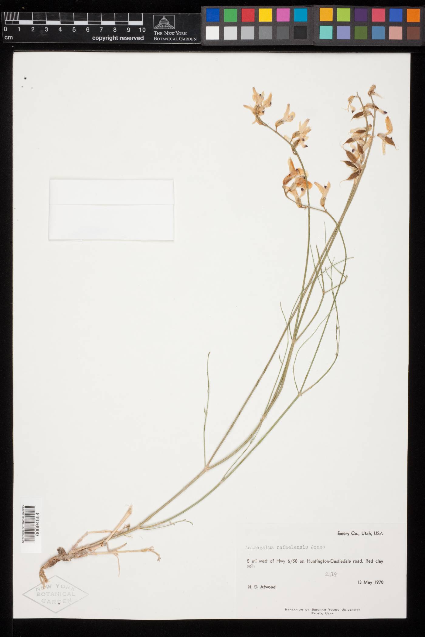 Astragalus rafaelensis image