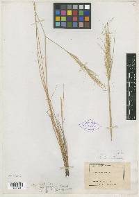 Stipa humilis image