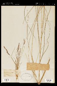 Spartina patens image