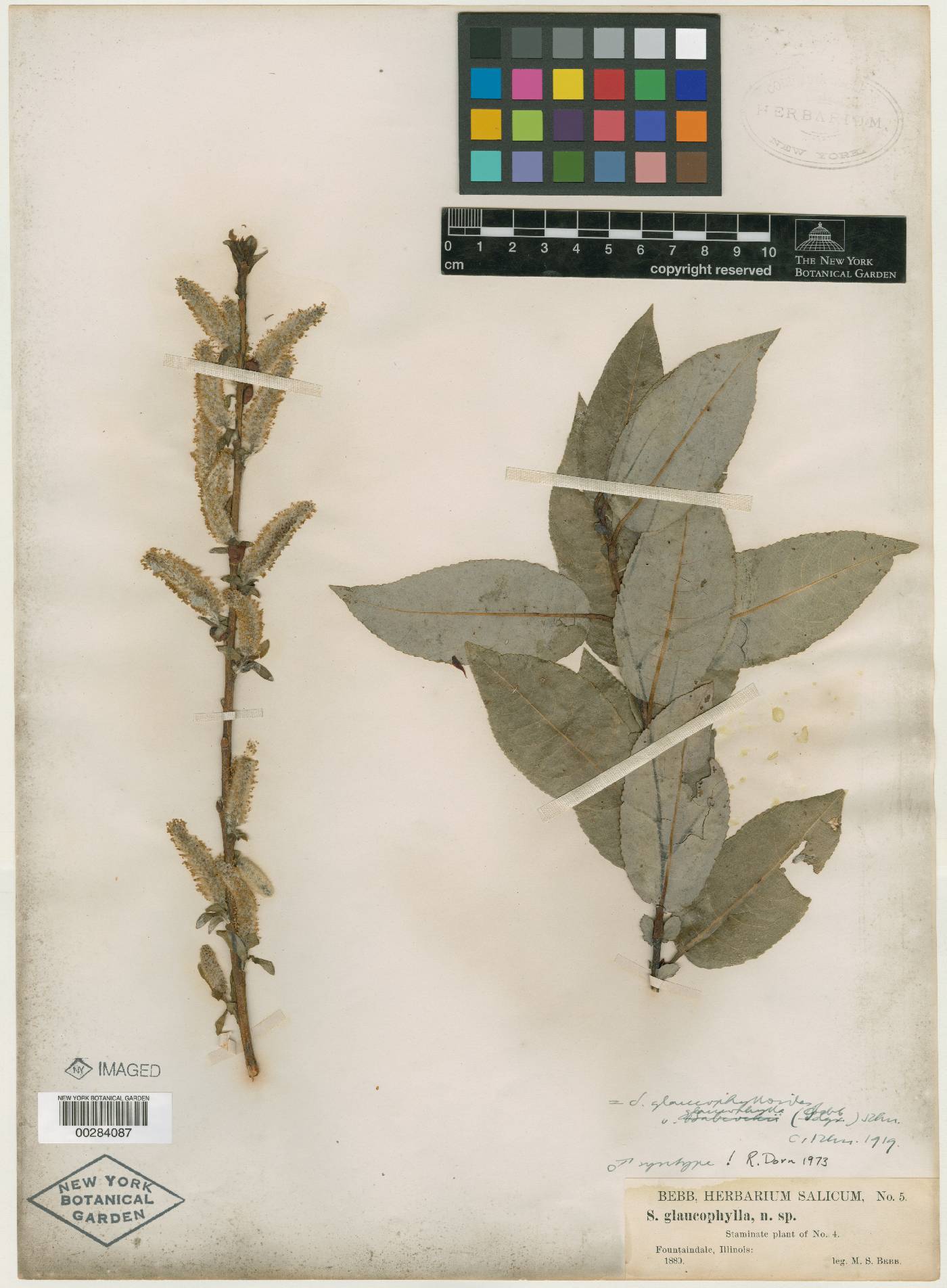 Salix glaucophylla image