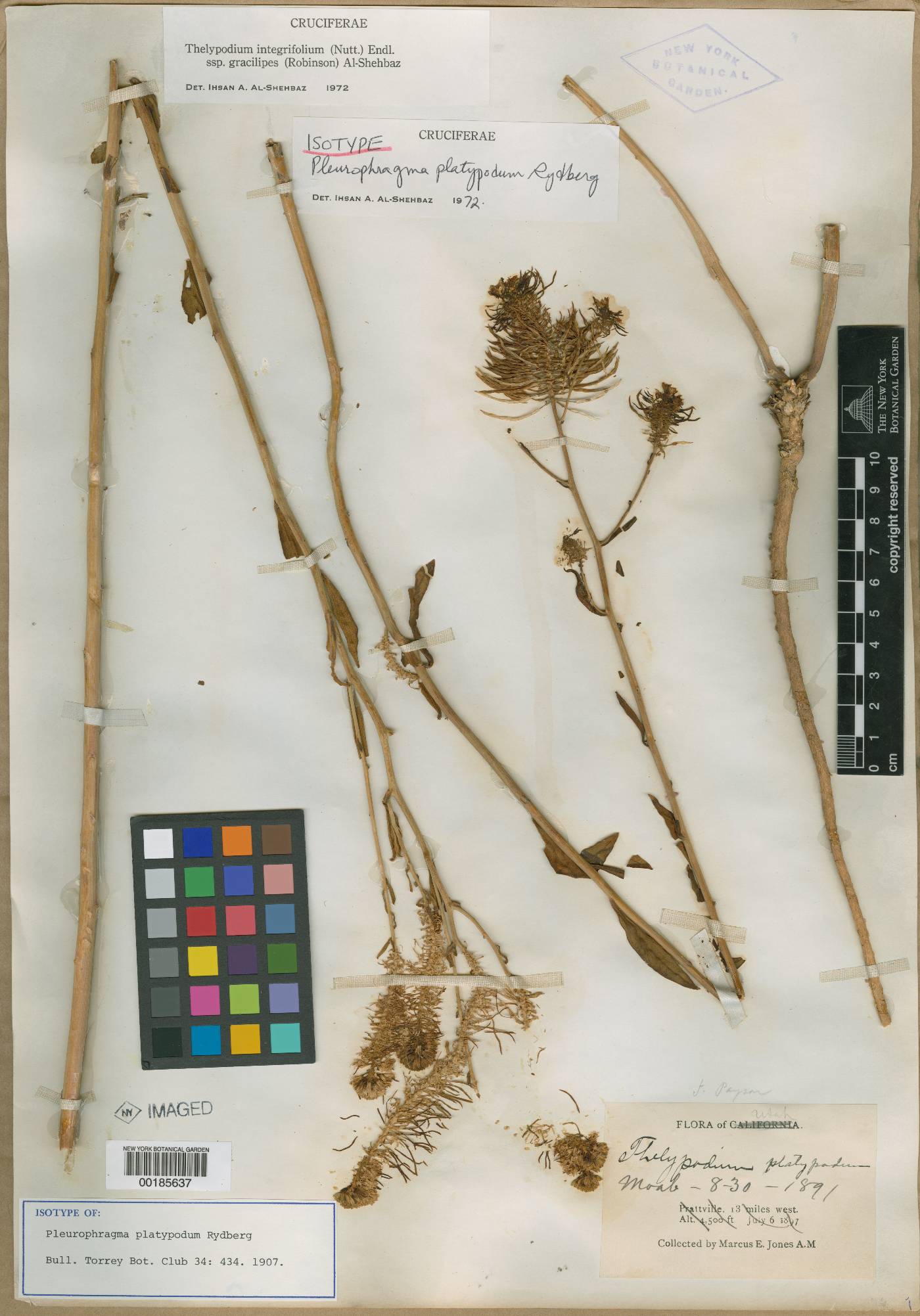 Pleurophragma platypodum image