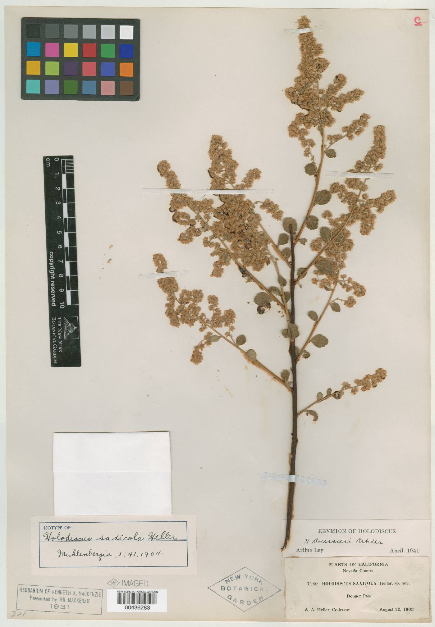 Holodiscus saxicola image