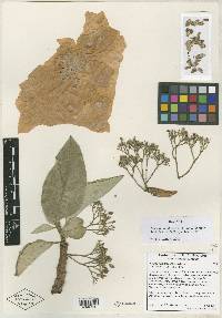 Jatropha martinezii image