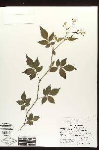 Solanum appendiculatum image