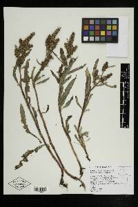 Rumex salicifolius image