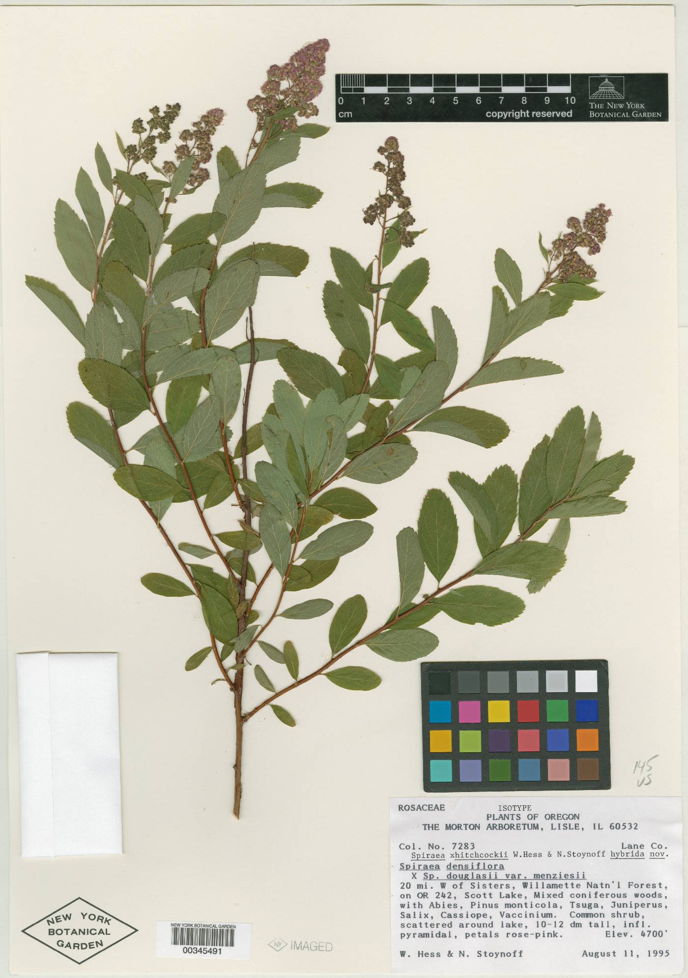 Spiraea hitchcockii image