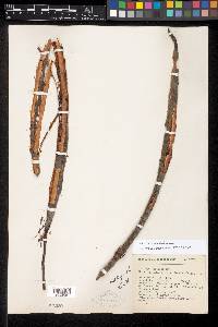 Cassia hintonii image