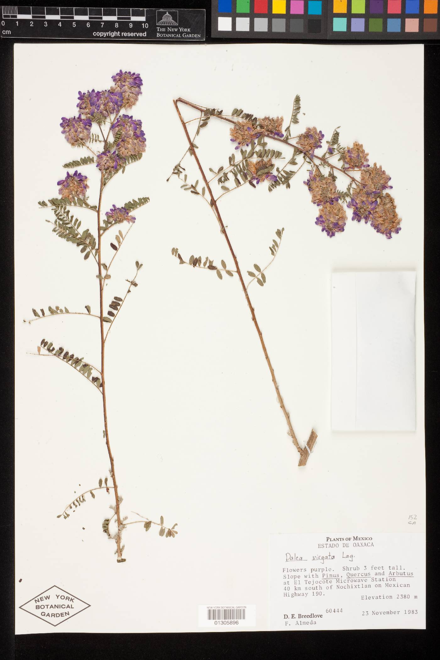 Dalea virgata image