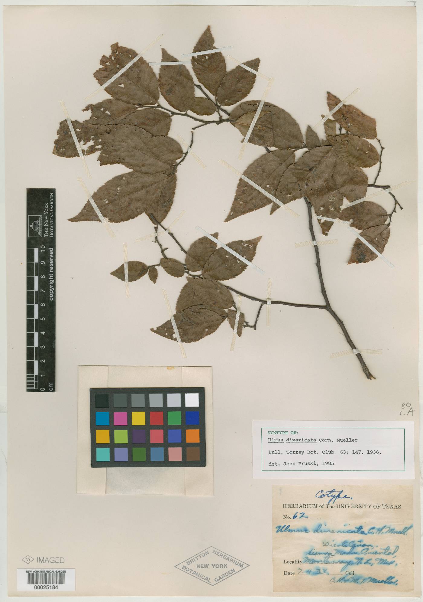 Ulmus divaricata image