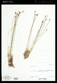 Juncus tenuis var. tenuis image