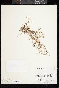 Galium trifidum subsp. subbiflorum image