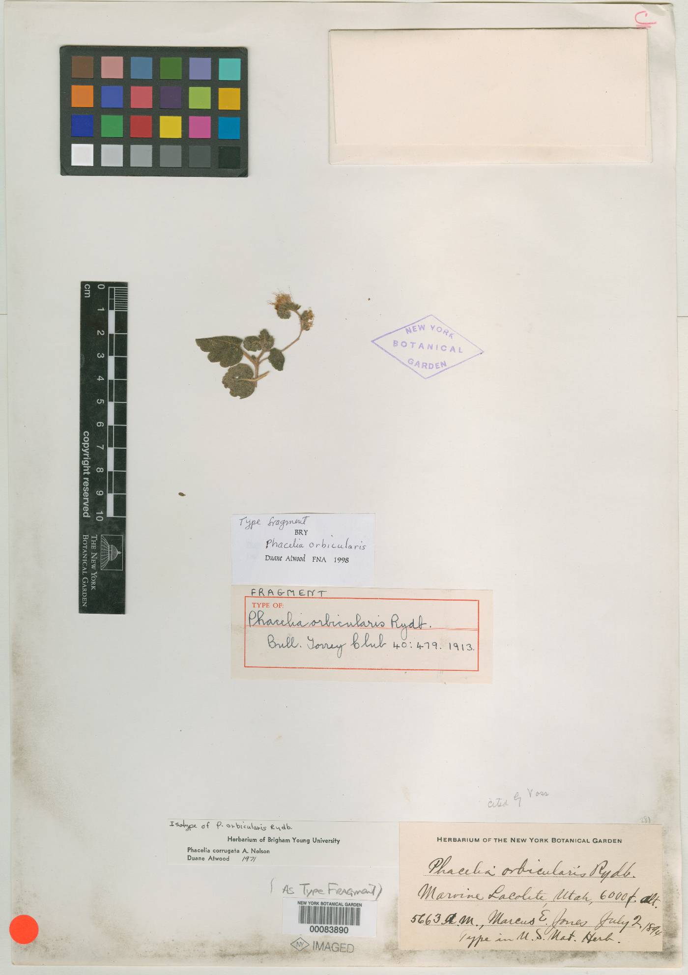 Phacelia orbicularis image