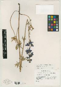 Delphinium alabamicum image