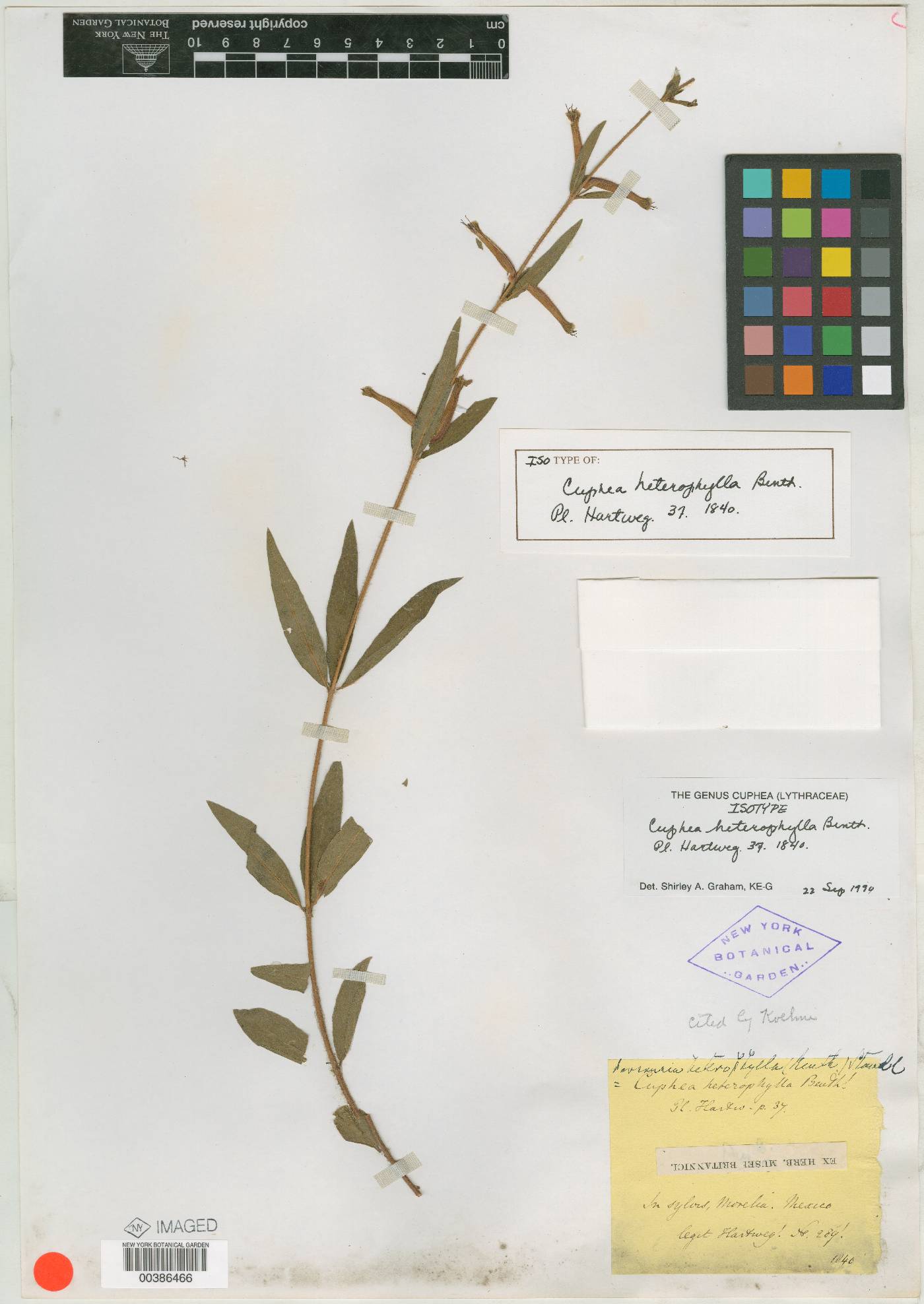 Cuphea heterophylla image