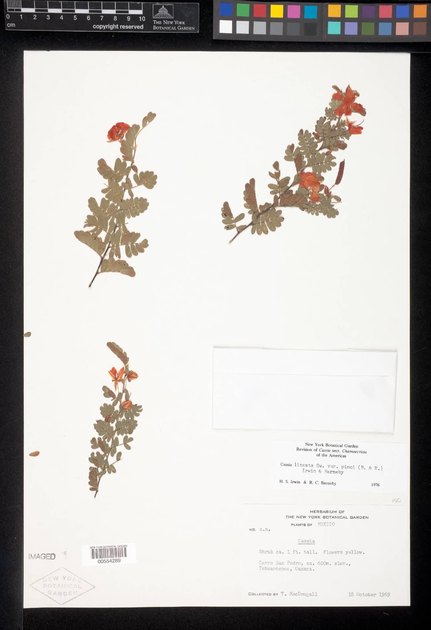 Chamaecrista lineata var. pinoi image