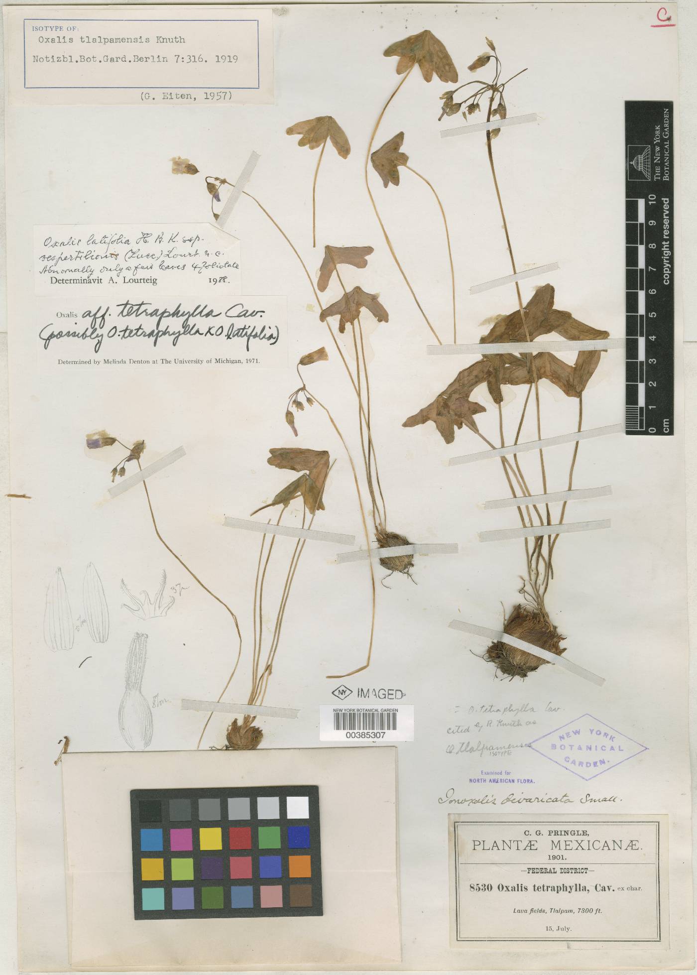 Oxalis tetraphylla image