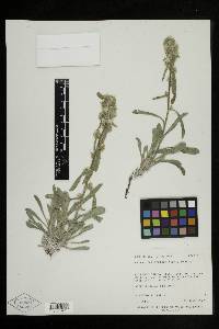 Cryptantha sericea image