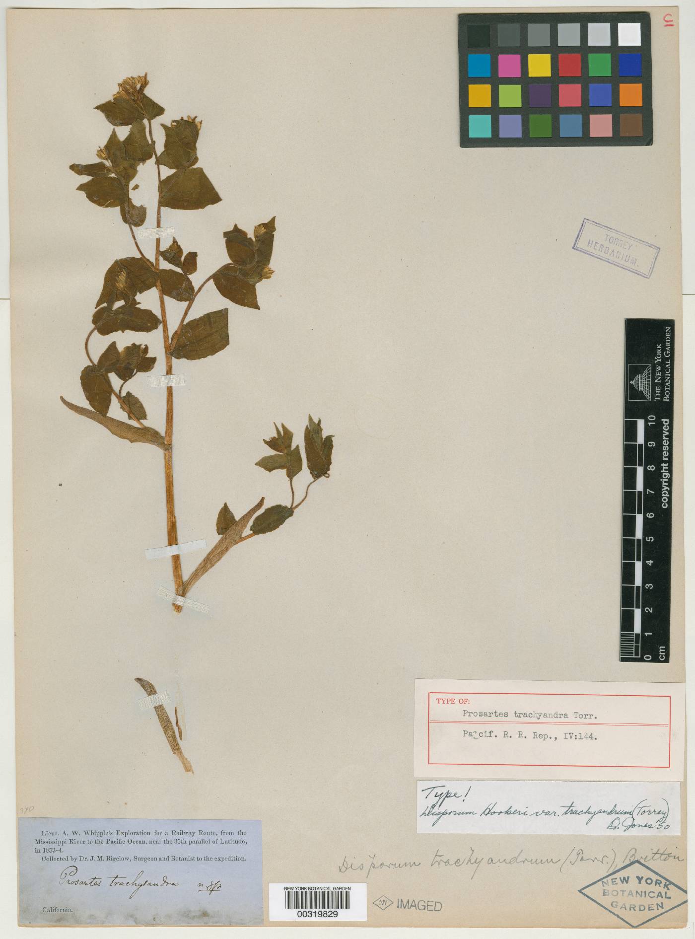 Prosartes trachyandra image