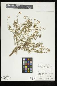 Astragalus flexuosus var. diehlii image