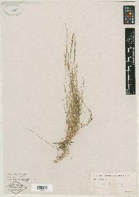 Muhlenbergia depauperata image