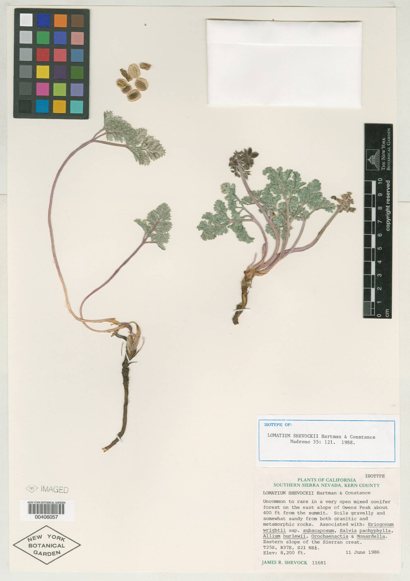 Lomatium shevockii image