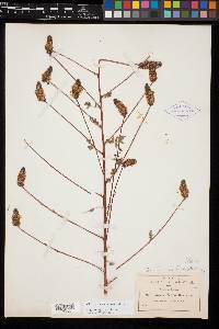 Dalea mucronata image