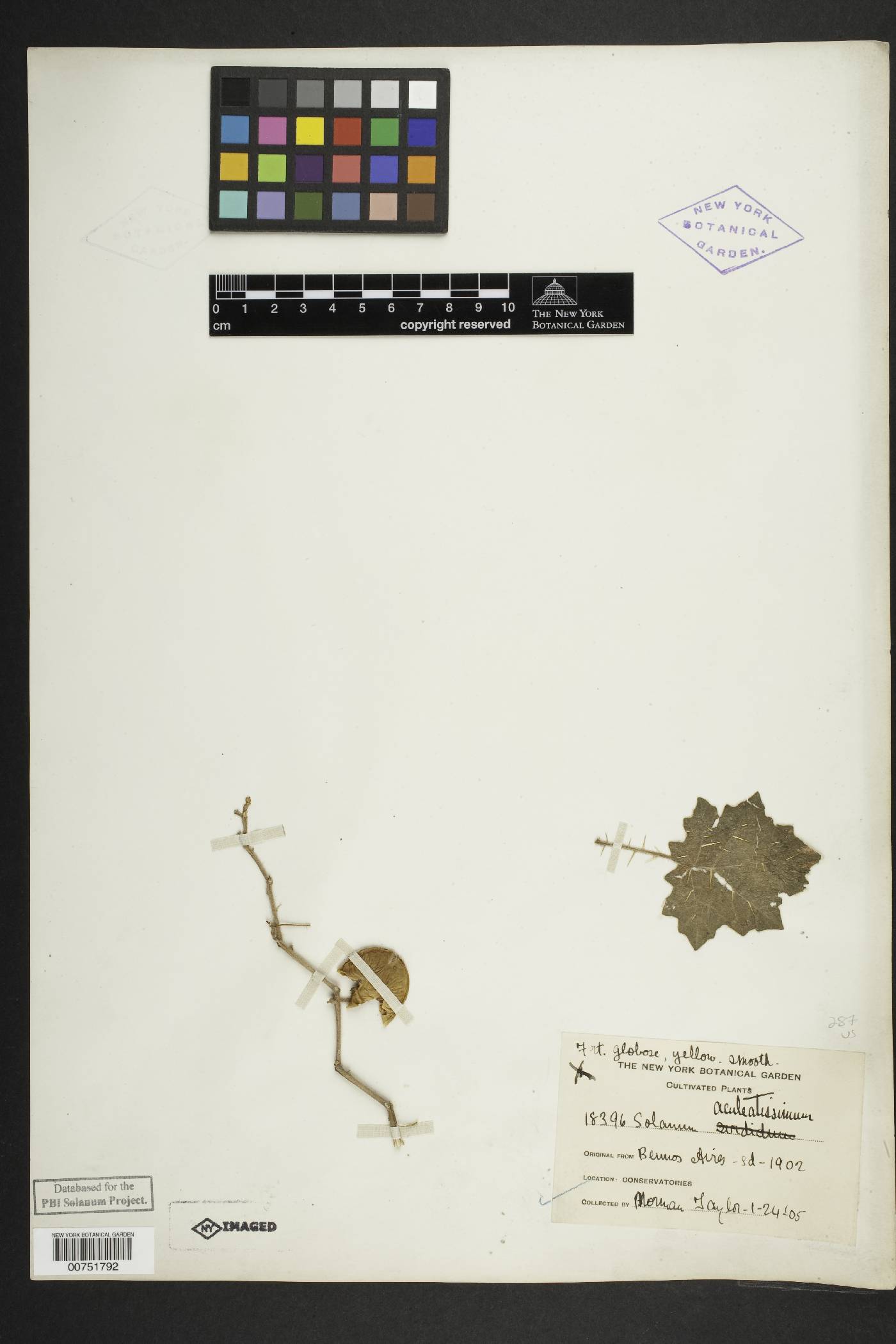 Solanum aculeatissimum image