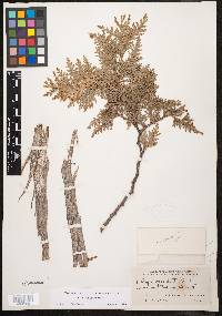 Thuja occidentalis image