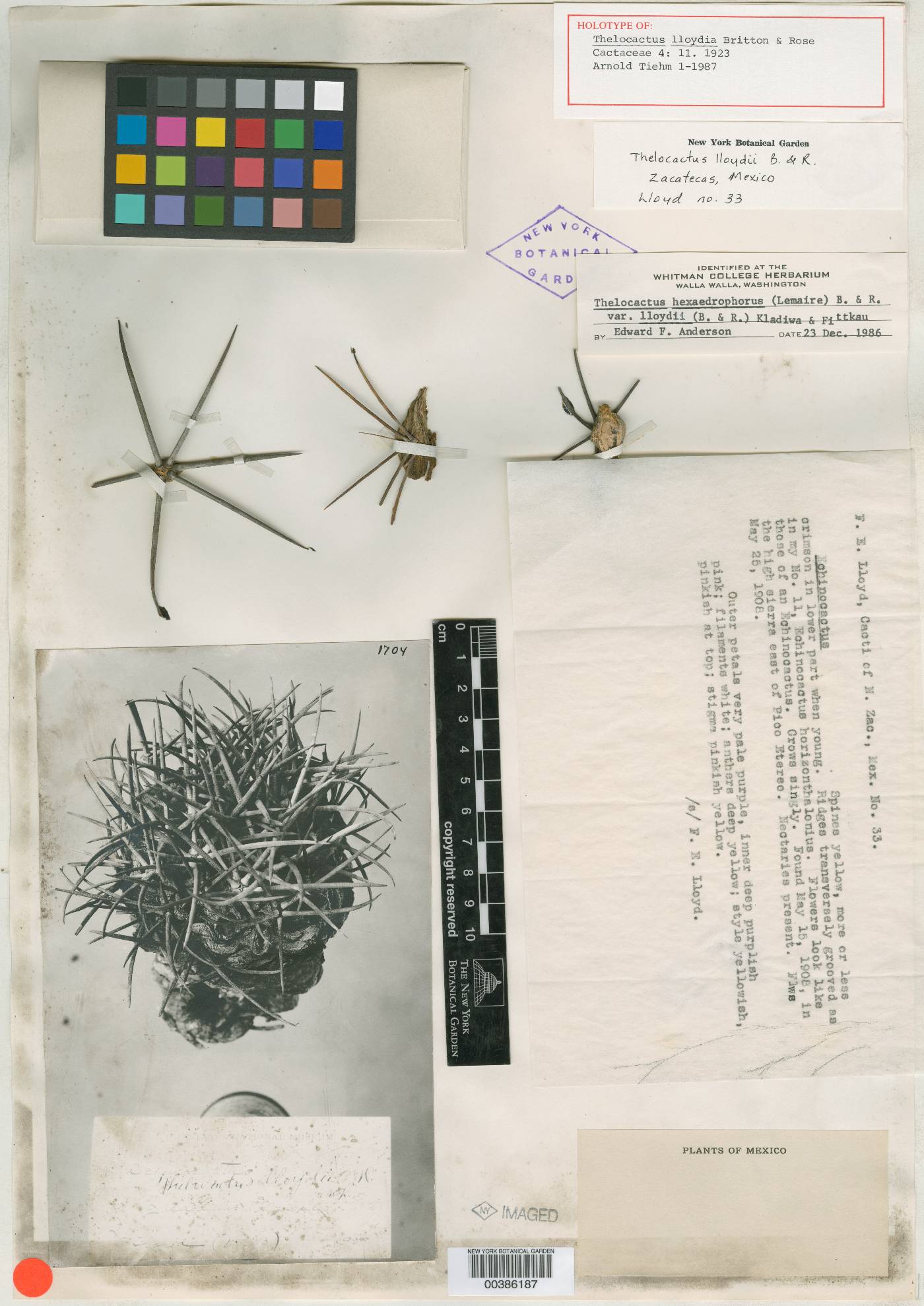 Thelocactus hexaedrophorus subsp. lloydii image