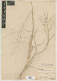 Panicum hallii var. filipes image