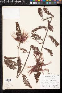 Calliandra houstoniana image