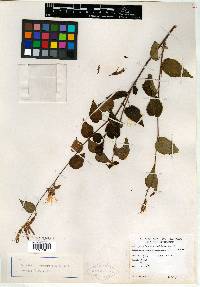 Triumfetta columnarioides image