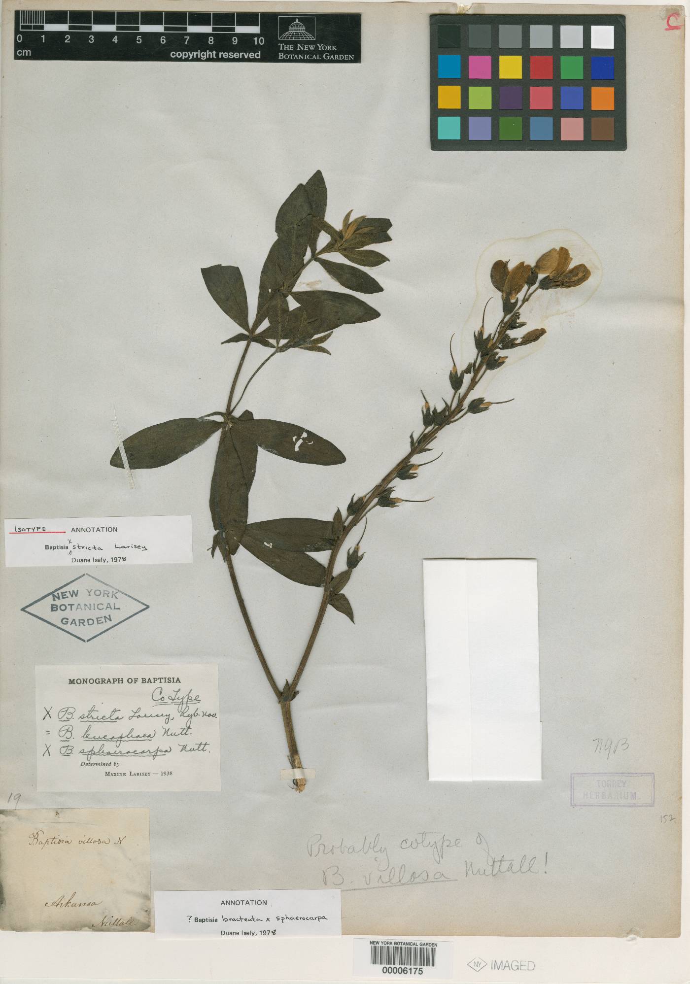 Baptisia stricta image