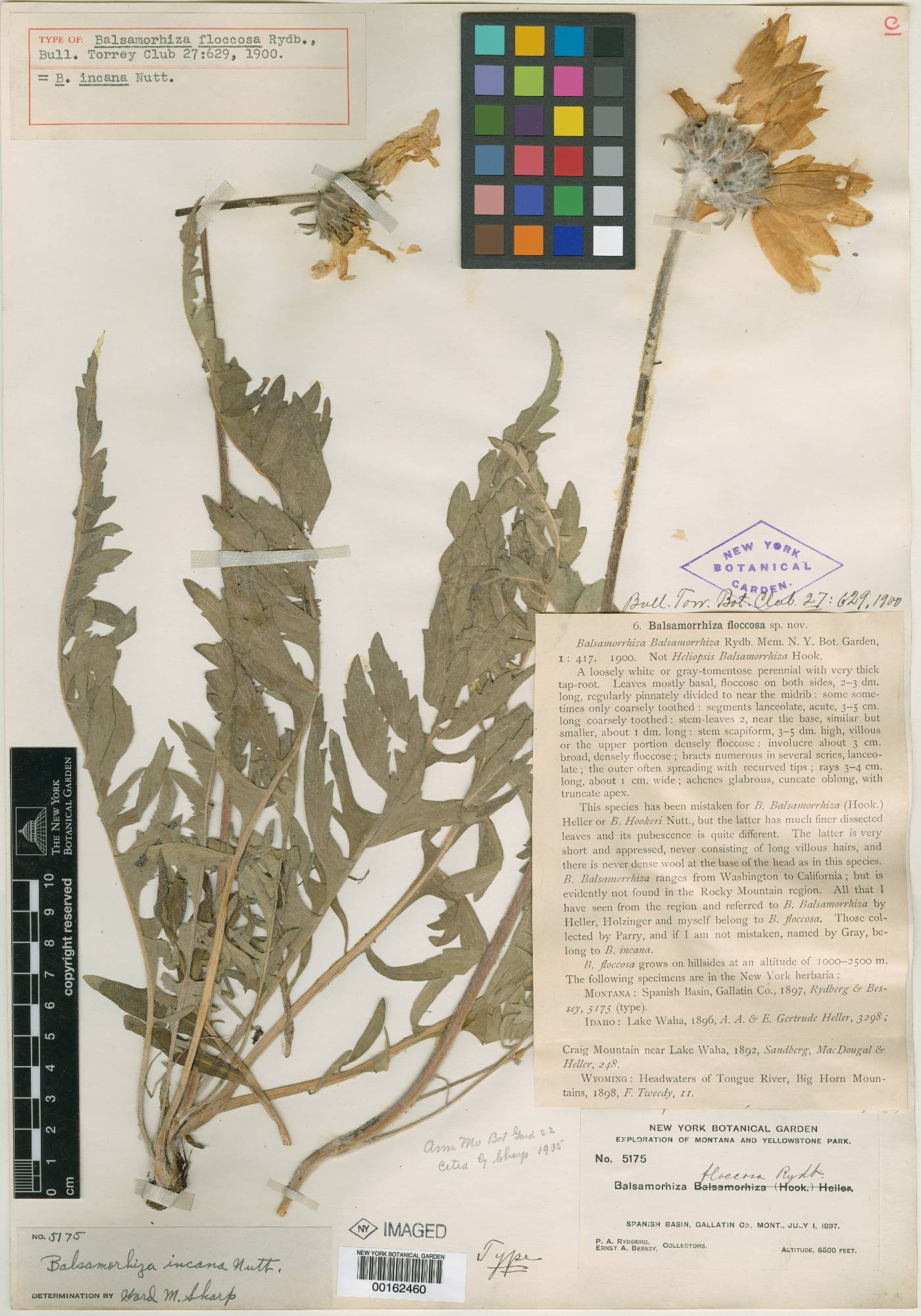 Balsamorhiza floccosa image