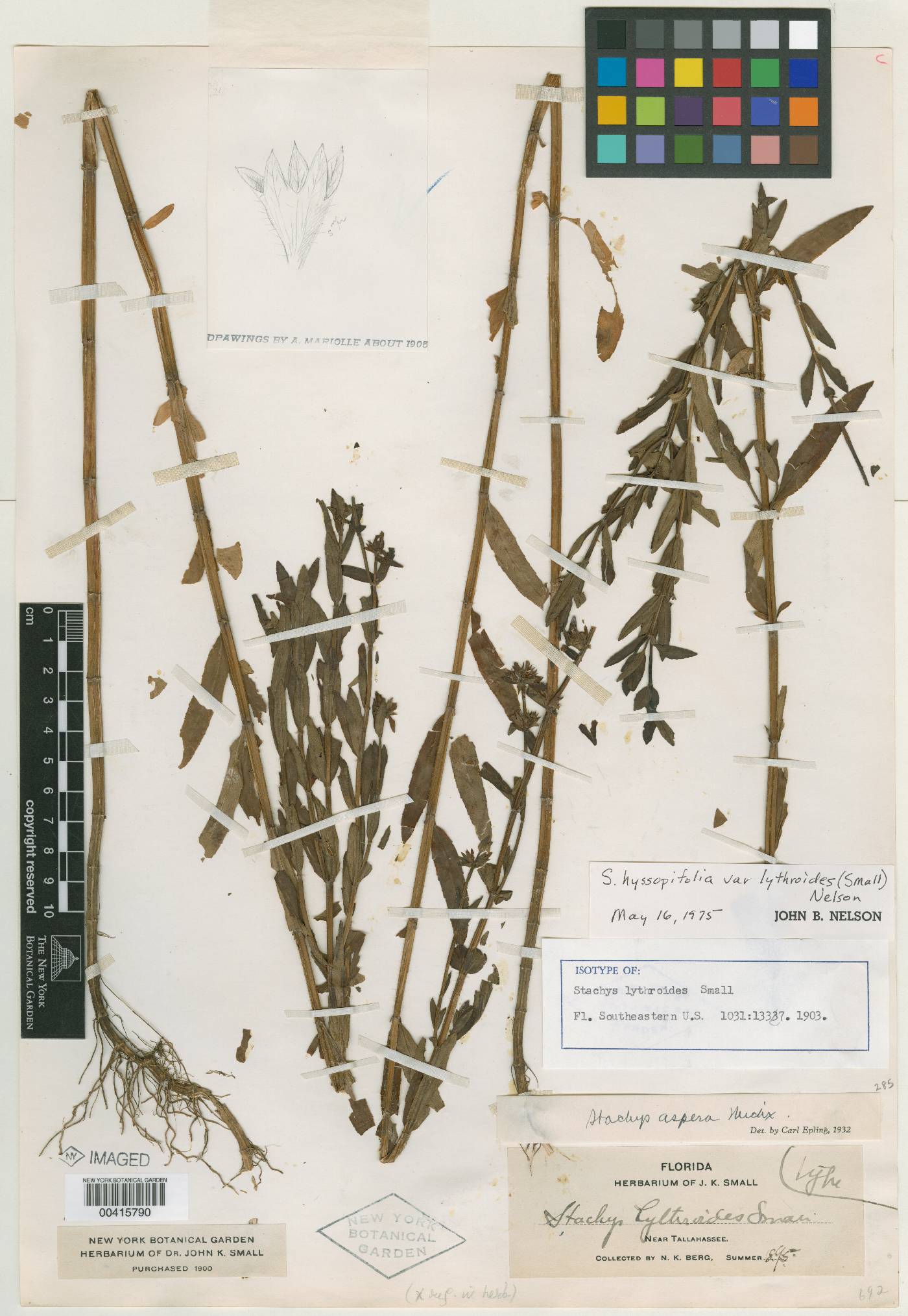 Stachys lythroides image