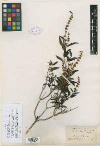 Buddleja racemosa image