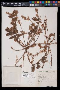 Bursera hintonii image