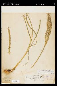 Tripsacum dactyloides var. dactyloides image