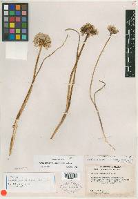 Allium howellii var. clokeyi image