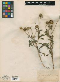 Encelia laciniata image