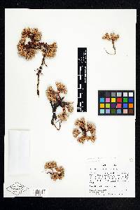 Eriogonum aretioides image