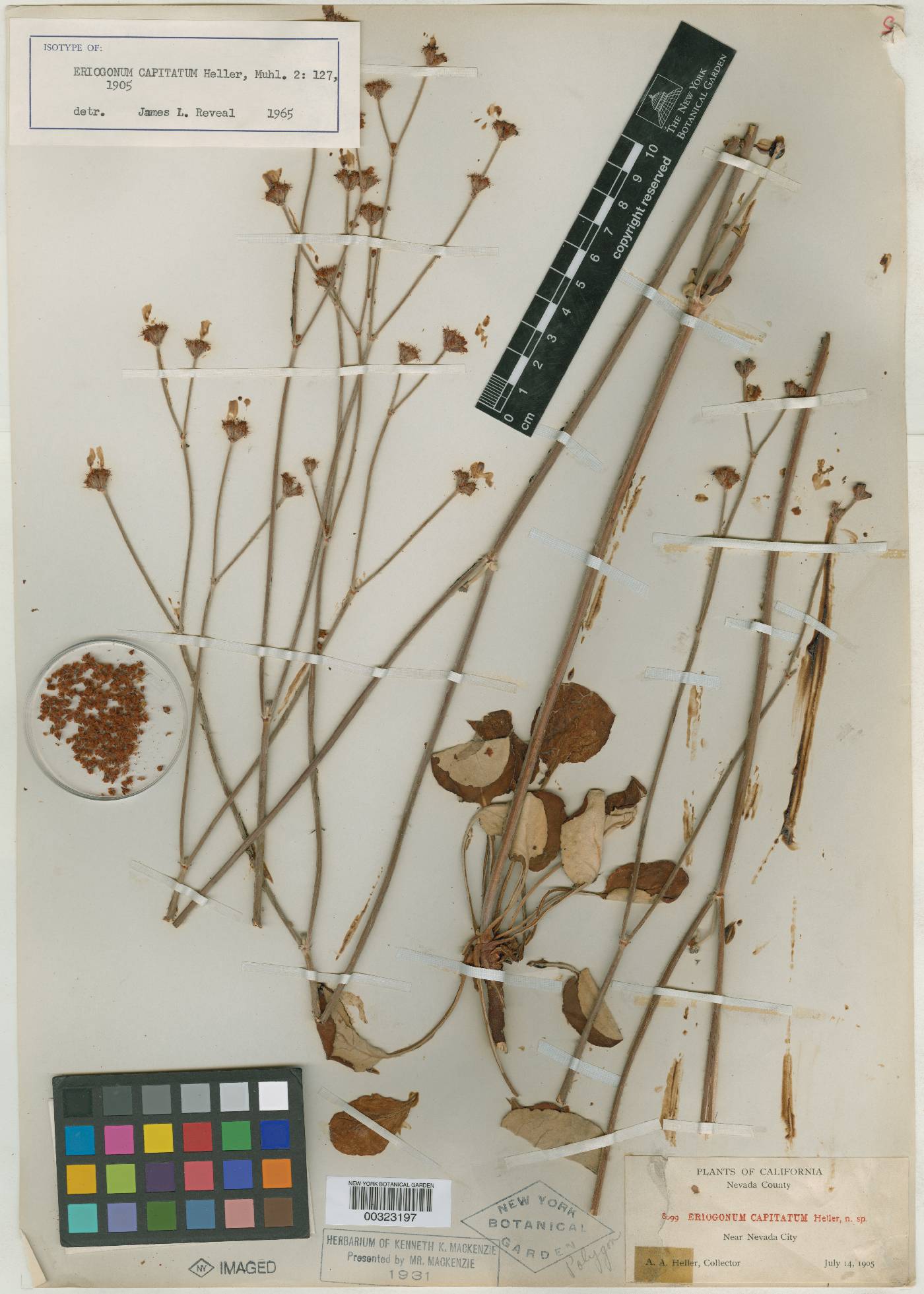 Eriogonum capitatum image