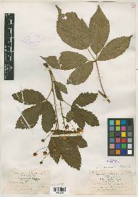 Rubus amabilis image