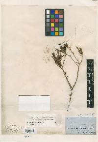 Cordylanthus wrightii subsp. wrightii image