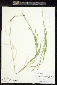 Muhlenbergia racemosa image