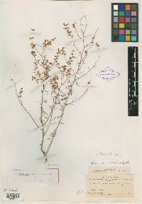 Parosela floridana image
