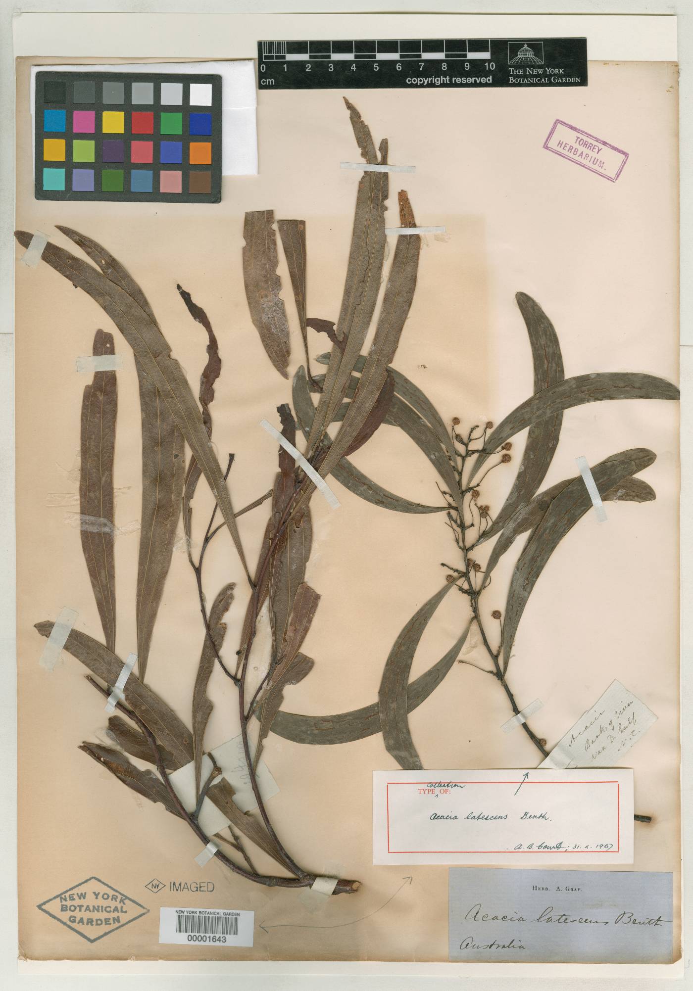 Acacia latescens image