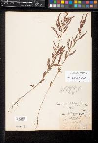 Chamaecrista nictitans var. leptadenia image